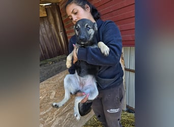 Luna  - im Wald ausgesetzt