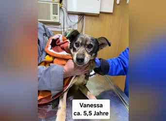 Vanessa - sucht Hundeflüsterer