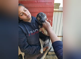 Luna  - im Wald ausgesetzt