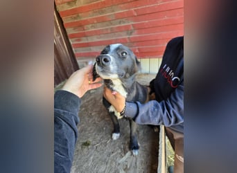 Maylo - wurde ausgesetzt