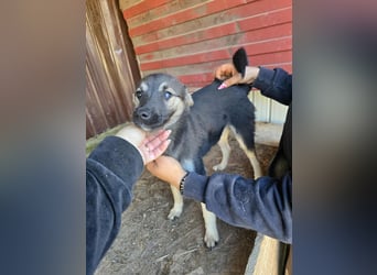 Luna  - im Wald ausgesetzt