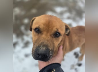 Thor - vom Kinderspielzeug zum Kettenhund