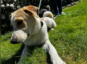 Luna - in Deutschland