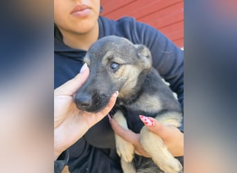 Luna  - im Wald ausgesetzt