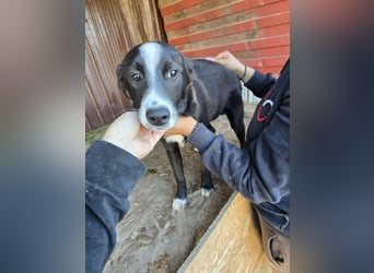 Maylo - wurde ausgesetzt