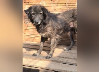 Charlotte - reizende Hundeomi