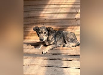 Vanessa - sucht Hundeflüsterer