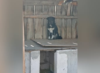 Ray sucht Hundeflüsterer