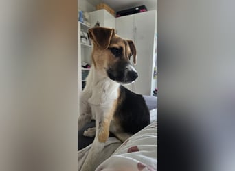 Bonnie - kinderlieber Familienhund