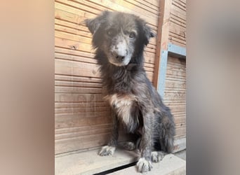 Charlotte - reizende Hundeomi