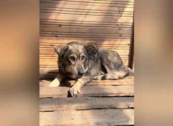 Vanessa - sucht Hundeflüsterer