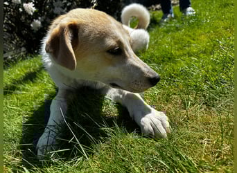 Luna - in Deutschland