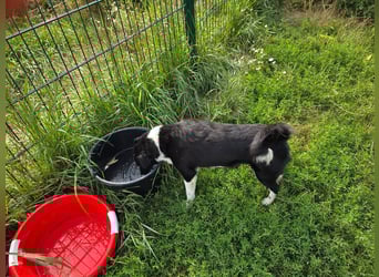 Lola - unternehmungslustig