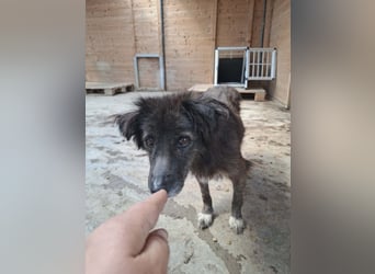 Charlotte - reizende Hundeomi