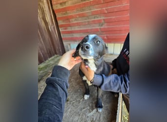 Maylo - wurde ausgesetzt