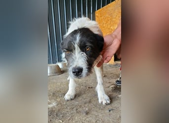 Stella - arme Maus