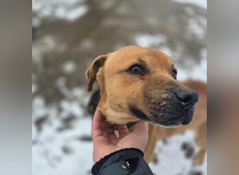 Thor - vom Kinderspielzeug zum Kettenhund
