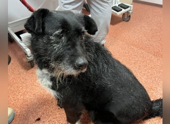 Drako - er hatte einen Schutzengel