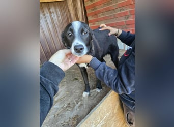 Maylo - wurde ausgesetzt