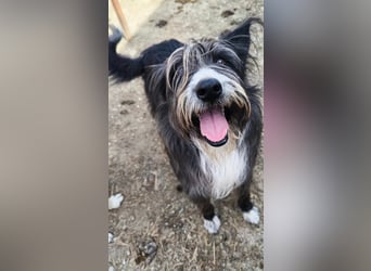 Fluffy gibt sich auf