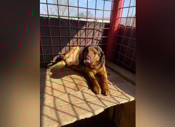 Rudi - war auf der Tötungsliste