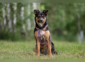 Kluge Lusha sucht ihre Menschen