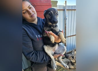 Luna  - im Wald ausgesetzt