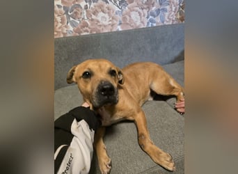 Thor - vom Kinderspielzeug zum Kettenhund