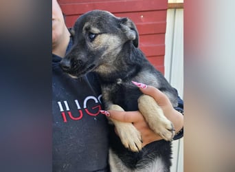 Luna  - im Wald ausgesetzt