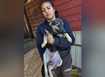 Luna  - im Wald ausgesetzt