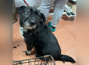 Drako - er hatte einen Schutzengel