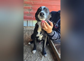 Maylo - wurde ausgesetzt