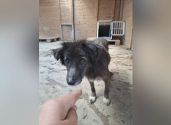 Charlotte - reizende Hundeomi