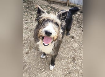 Fluffy gibt sich auf