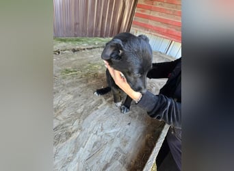 Ronya - süßer Schatz