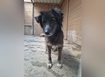 Charlotte - reizende Hundeomi