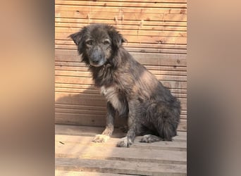 Charlotte - reizende Hundeomi