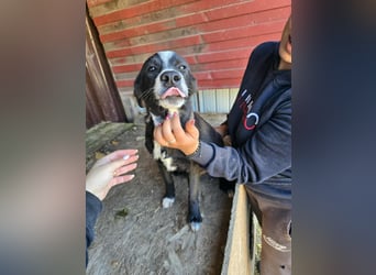 Maylo - wurde ausgesetzt