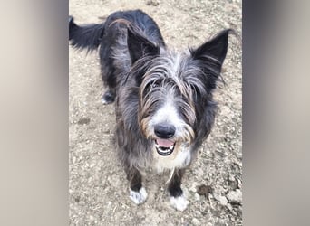 Fluffy gibt sich auf