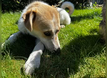 Luna - in Deutschland