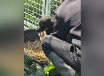 Tom und Jerry - Zuhause gesucht
