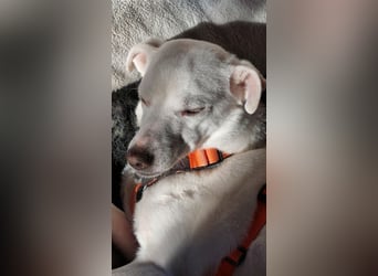 Frieda - fröhlich und unkompliziert