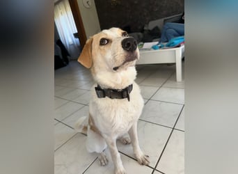 Luna - in Deutschland