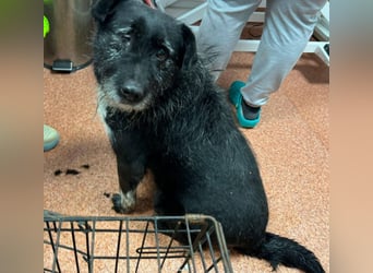 Drako - er hatte einen Schutzengel