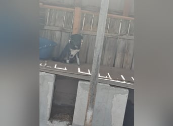 Ray sucht Hundeflüsterer