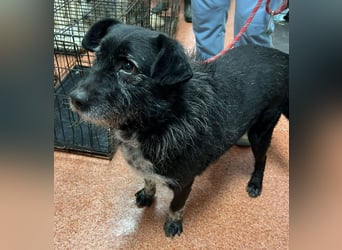 Drako - er hatte einen Schutzengel