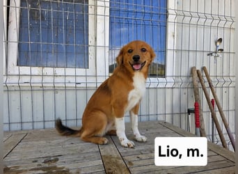 Lio - unser Löwchen