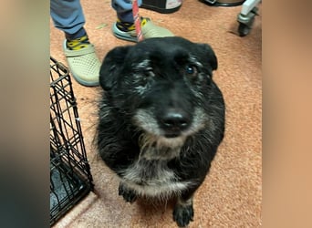 Drako - er hatte einen Schutzengel