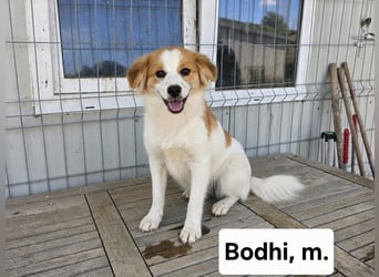 Bodhi - sooo zauberhaft