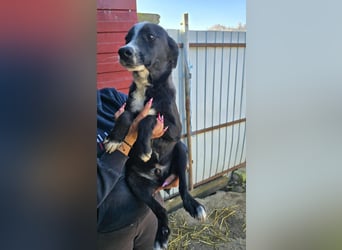 Maylo - wurde ausgesetzt